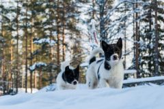 chien-de-traîneau-laponie-suedoise-chiots