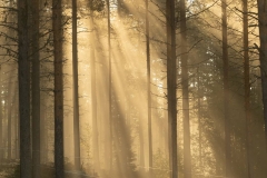 lumière d'été en forêt, Laponie Suédoise