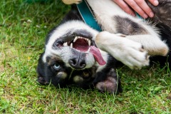 balade avec des chiens de traîneaux, Laponie Suédoise