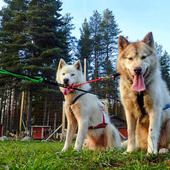 séjours en Laponie suédoise : Chiens de traîneaux au retour d'entraînement en kart