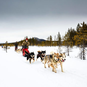 attelage de chiens de traîneaux en Laponie Suédoise