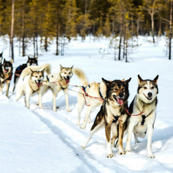 attelage de chiens de traîneaux en Laponie