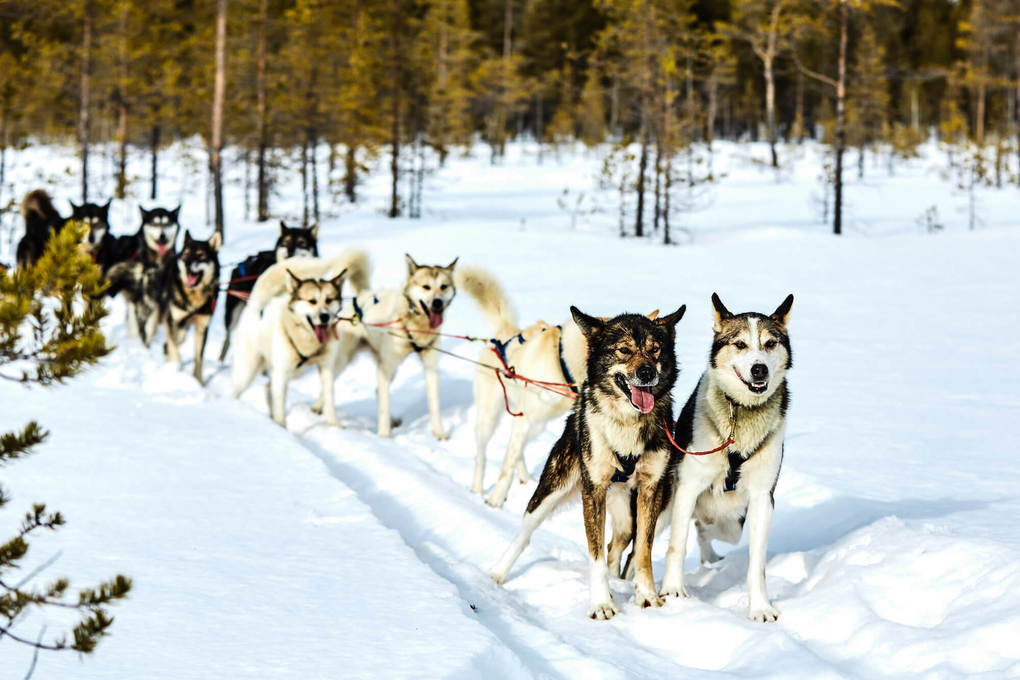 attelage de chiens de traîneaux en Laponie