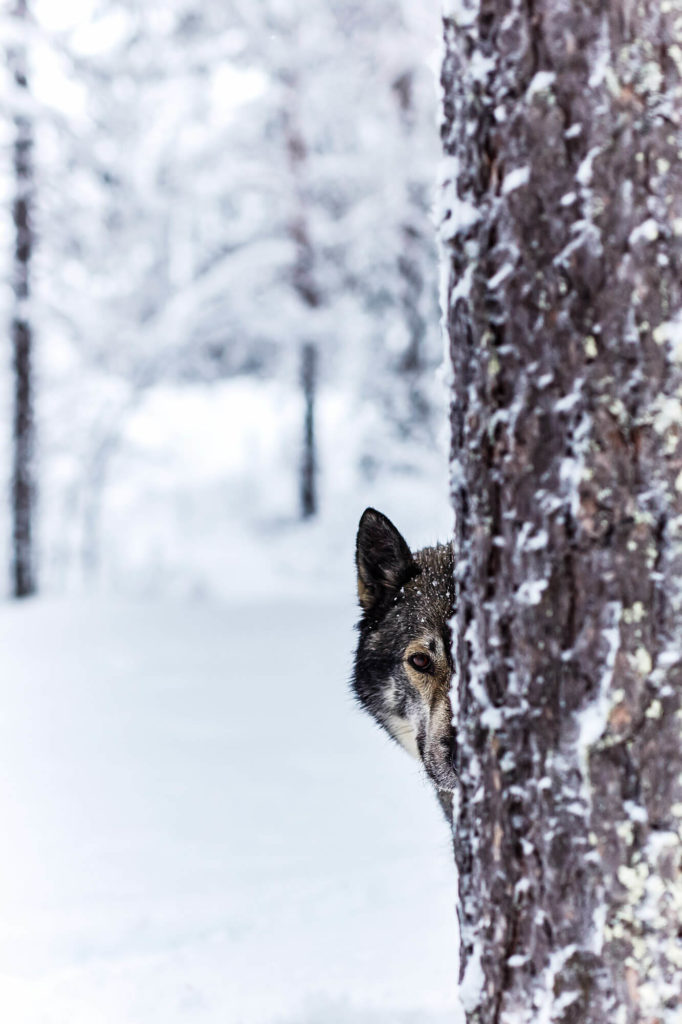 Portrait d'un chien de traîneau en Laponie Suédoise