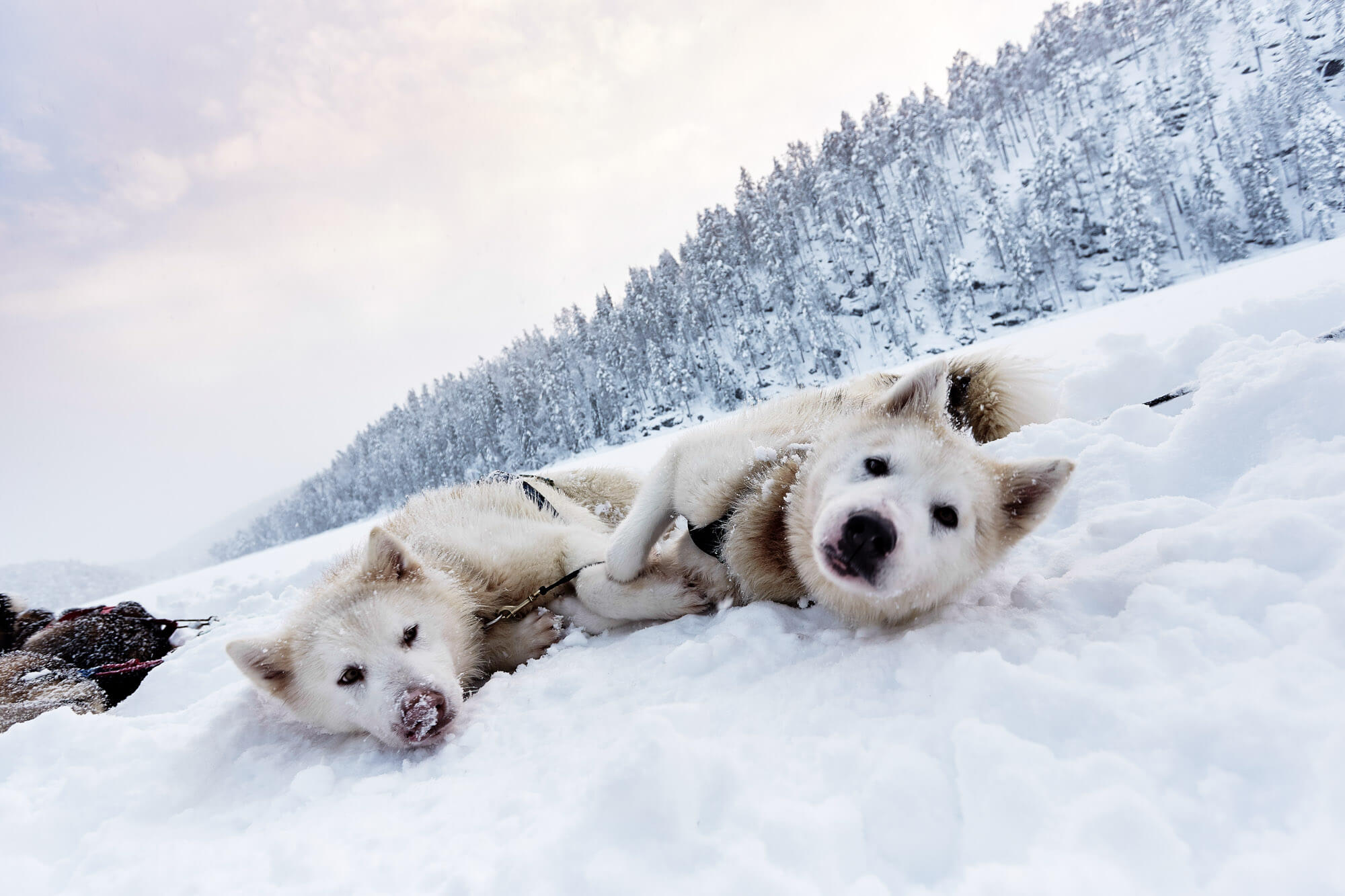 Two Greenlander dogs lying on the snow in Swedish Lapland