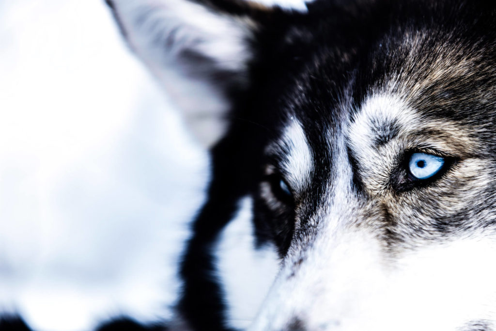 Portrait d'Alaskan Husky, chien de traineau