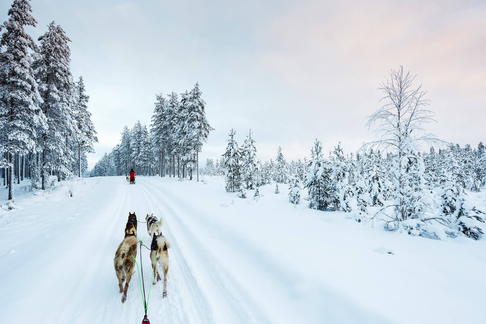 Attelage de chiens de traineaux