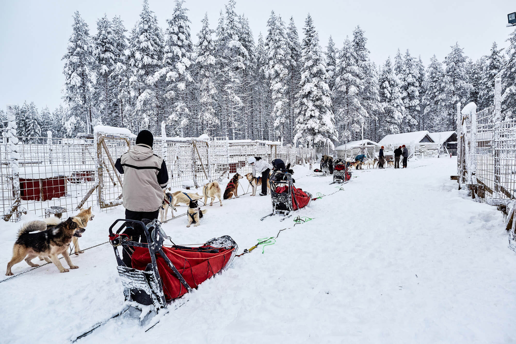 Sled ready in the kennel for the start of the trek in Swedish Lapland