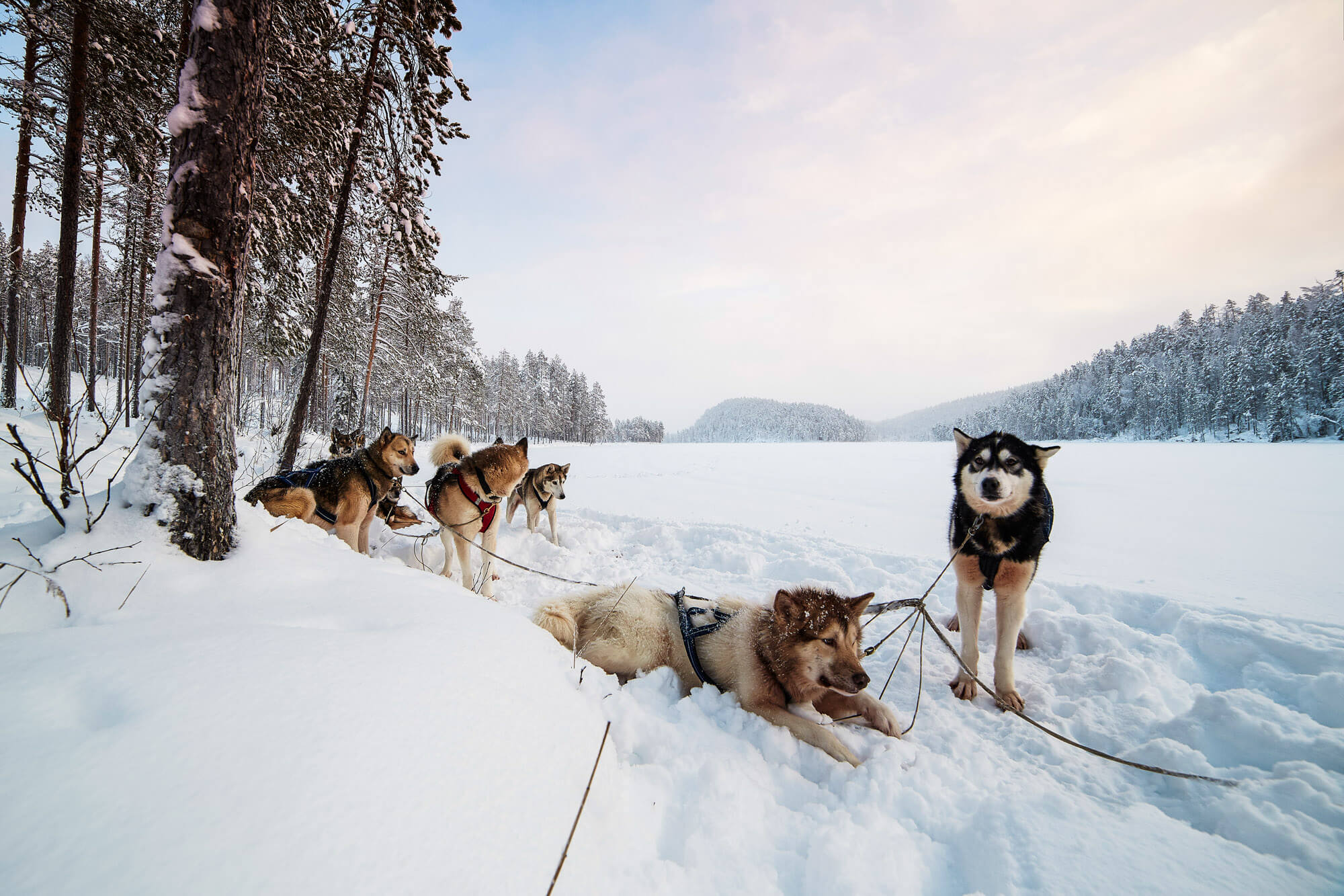 Sled dogs resting in the snow during a break in Swedish Lapland