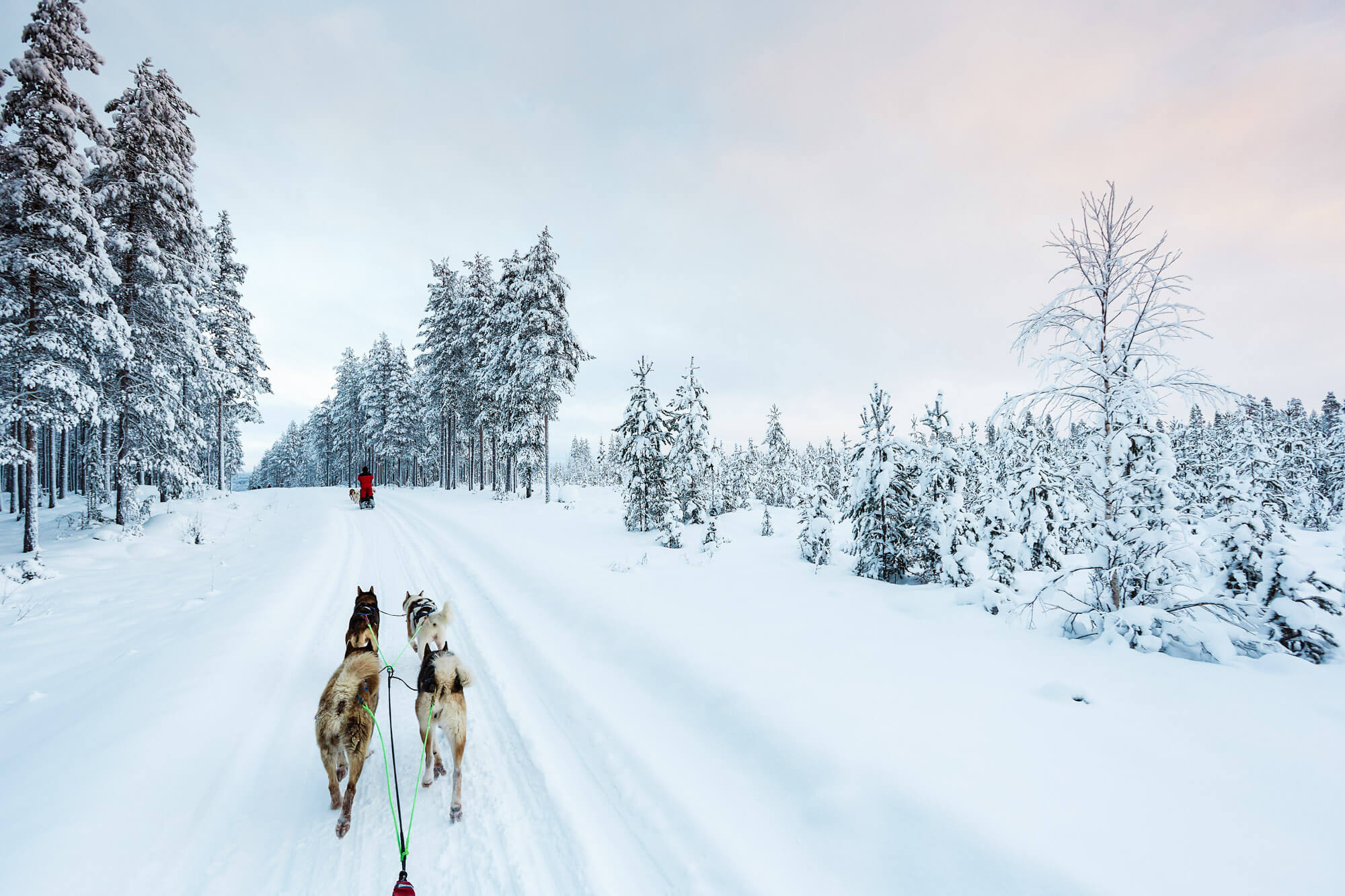 Dog sledding teams in Swedish Lapland