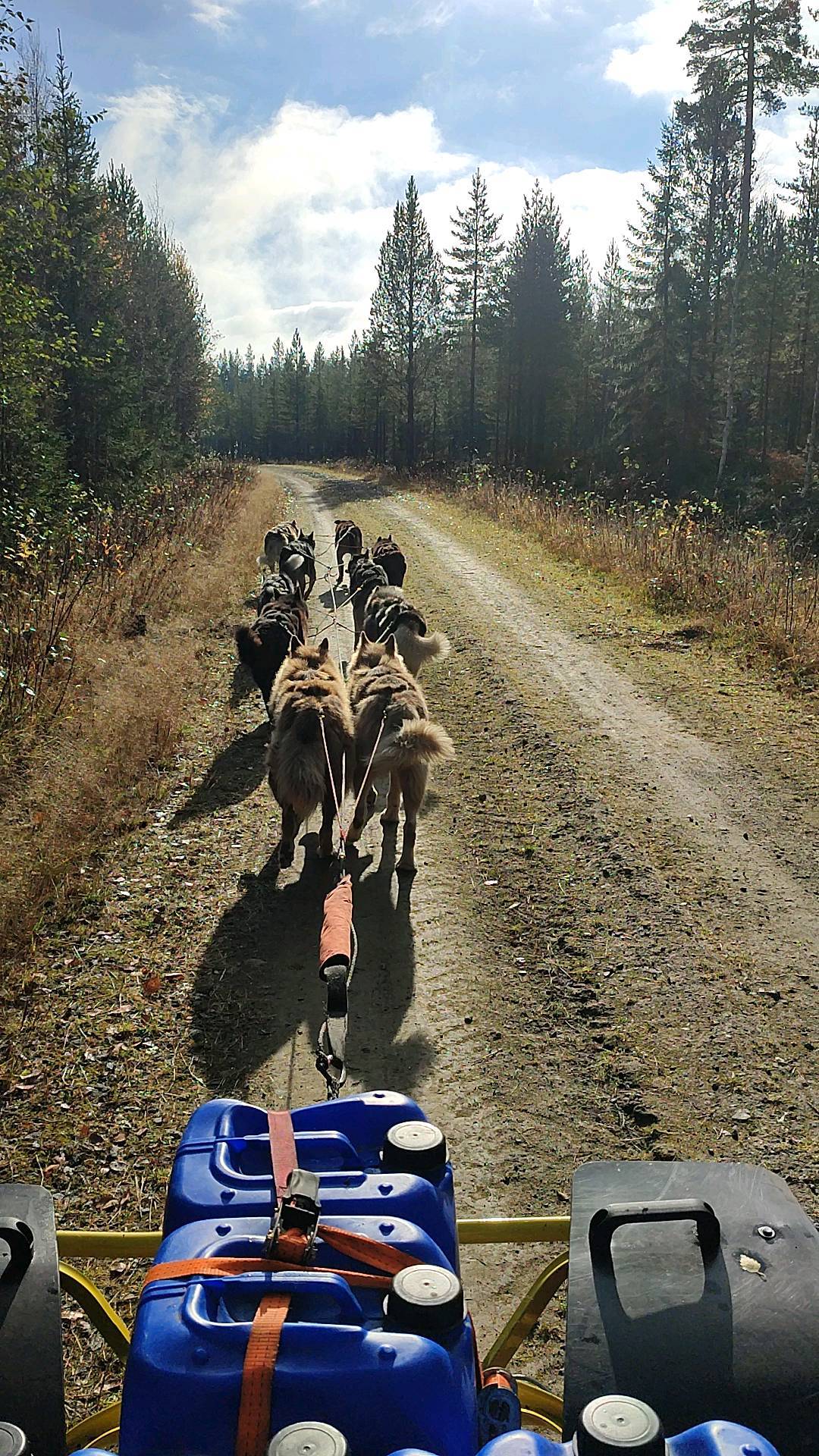 Nous entamons la 2e semaine d'entraînement des chiens, et enfin un peu soleil !#flarkenadventure #suede #laponie #laponiesuedoise #sweden #lapland #swedishlapland #visitsweden #visitskelleftea #vasterbotten #chiendetraineau #chiensdetraineaux #sleddog #dogsledding #happydog #dogofinstragram #visitnorsjö #dogtraining