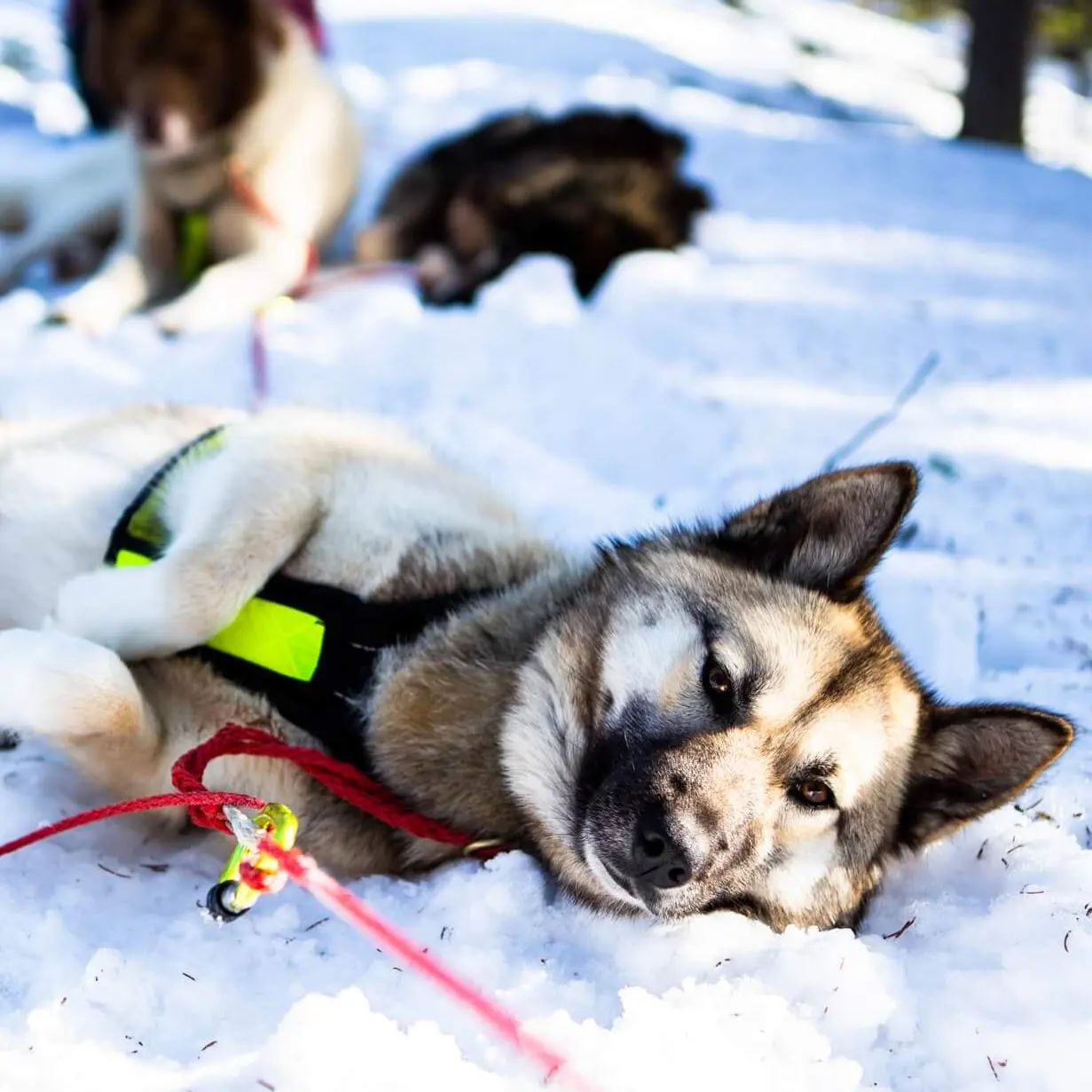 Les raids chiens de traineaux se remplissent vite et sont presque complets. Nous avons donc ouvert une nouvelle date du 6 au 13 janvier 2023 !#flarkenadventure #suede #laponie #laponiesuedoise #sweden #lapland #swedishlapland #visitsweden #visitskelleftea #vasterbotten #chiendetraineau #chiensdetraineaux #sleddog #dogsledding #happydog #dogofinstragram #visitnorsjö