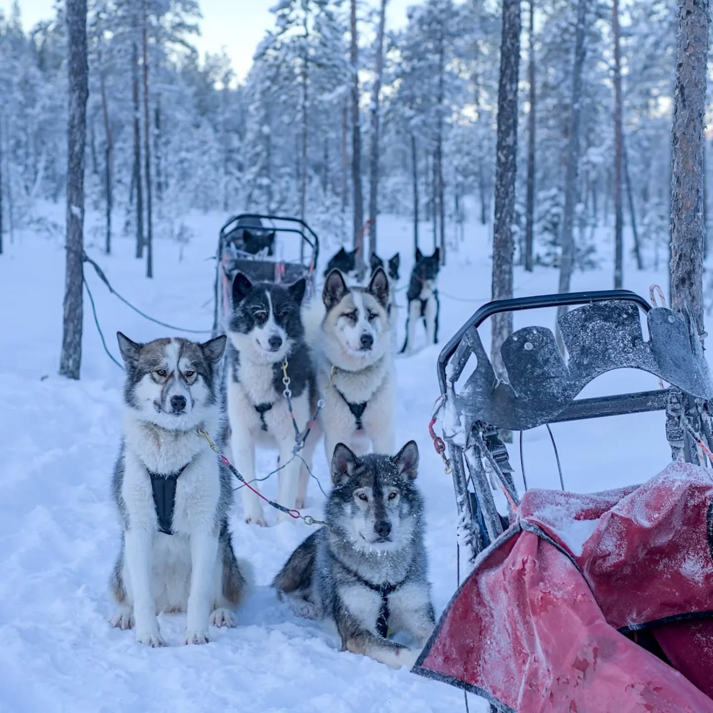 Marre de la pluie...vivement la neige !!#flarkenadventure #suede #suède #laponie #laponiesuedoise #sweden #swedishlapland #visitsweden #visitskellefteå #visitnorsjö #chiot #alaskanhusky #chiendetraineau #chiensdetraineau #sleddog #sleddogs #dogsledding