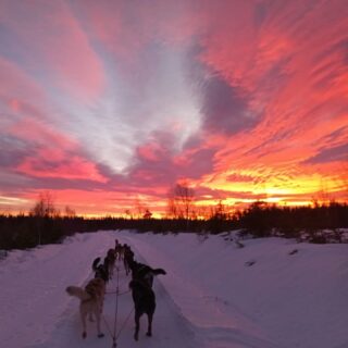 Pas facile de tenir les réseaux sociaux à jour quand on est au milieu des bois. C'est donc avec un peu de retard qu'on vous souhaite à toutes et à tous de belles fêtes de fin d'année 🥳#flarkenadventure #suede #laponie #laponiesuedoise #chiendetraineau