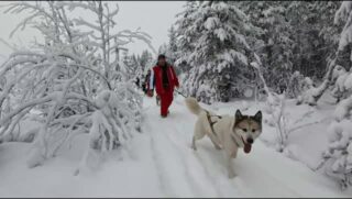Notre chenil ne compte pas loin de 25 retraités. Afin de leur rendre hommage et qu'ils se sentent encore utiles, chacun de nos groupes (raid ou multi activités) les fait sortir en cani rando.#flarkenadventure #voyage #laponie #chiendetraineau #vieuxchiens