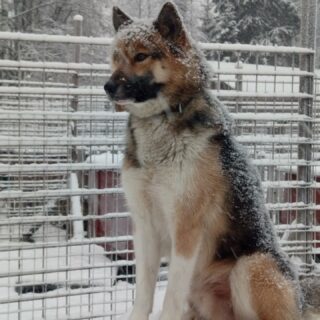 De beaux p'tits chiens qui posent 😍🐾#flarkenadventure #suede #laponie #laponiesuedoise #chiendetraineau