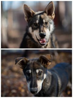 Patosh, P'tit Jean, Taz, Picchu et Machu ont bien changé depuis le mois d'Octobre ! 🥰#flarkenadventure #chiensdetraineau #puppygram #chiot #laponie