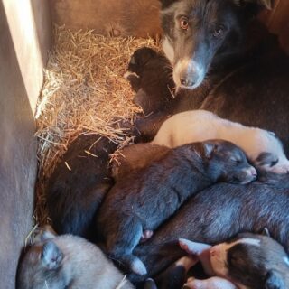 Vous êtes beaucoup à les attendre les photos...alors voici les bébés d'Arielle et de Denver, nés il y a 2 semaines. 5 mâles et 2 femelles, et tout le monde se porte à merveille. #flarkenadventure #chiendetraineau #puppylove #chiot #mignonnerie