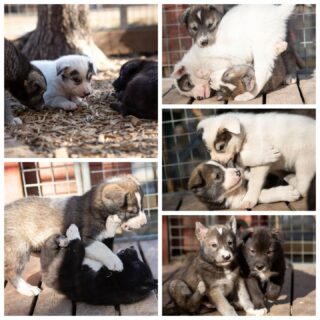 À déjà 1 mois, ces petites boules de poils commencent à sortir de leur niche, à jouer, et même à manger de la viande comme les grands ! 🐾😍#flarkenadventure #laponie #puppygram #bouledepoils #chiot