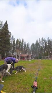 Les entraînements se passent bien !#flarkenadventure #laponie #chiensdetraineau #dogsledding  #visitsweden