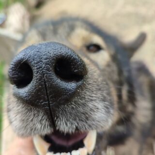 Quelques grosses truffes 🥰Vous les reconnaissez ?#flarkenadventure #suede #laponie #laponiesuedoise #sweden #lapland #swedishlapland #visitsweden #visitskelleftea #vasterbotten #chiendetraineau #chiensdetraineaux #sleddog #dogsledding #happydog #dogofinstragram #visitnorsjö #museau #dogphotography #chiensnordiques #voyageenlaponie