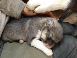 Le cercle de la vie...après le départ de Totem, une nouvelle petite saucisse est arrivée ! Socks a mis bas il y a une semaine, d'une seule petite femelle. On sait déjà qu'elle sera pourrie gâtée ! #flarkenadventure #suede #suède #laponie #laponiesuedoise #sweden #swedishlapland #visitsweden #visitskellefteå #visitnorsjö #chiot #alaskanhusky #chiendetraineau #chiensdetraineau #sleddog #sleddogs #dogsledding #puppylove