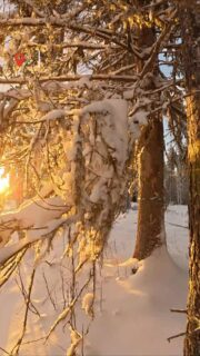 Plus que 14 semaines, 5 jours et 16 heures avant le lancement de la saison d'hiver ! On vous attend de pied ferme ❄️🐕‍🦺Merci à @renovation.masaucomte pour la vidéo#flarkenadventure #suede #suède #laponie #laponiesuedoise #sweden #swedishlapland #visitsweden #visitskellefteå #visitnorsjö #neige #alaskanhusky #chiendetraineau #chiensdetraineau #sleddog #sleddogs #dogsledding #winter #hiver