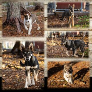 L'heure est aux présentations des chiots qui tiennent maintenant compagnie à notre petite Taz. P'tit Jean, de chez @oatfield_huskies , Machu, Picchu et Patosh de chez @petterkarlssonsleddogs sont arrivés il y a quelques jours 😍#flarkenadventure #suede #suède #laponie #laponiesuedoise #sweden #swedishlapland #visitsweden #visitskellefteå #visitnorsjö #chiot #alaskanhusky #chiendetraineau #chiensdetraineau #sleddog #sleddogs #dogsledding #puppylove #puppygram #puppies #minisleddog #chiennordique