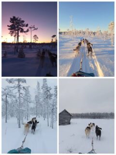 4 jours de raid, 4 ambiances !#flarkenadventure #raidchiendetraineau #laponie #winterinsweden #dogsledding