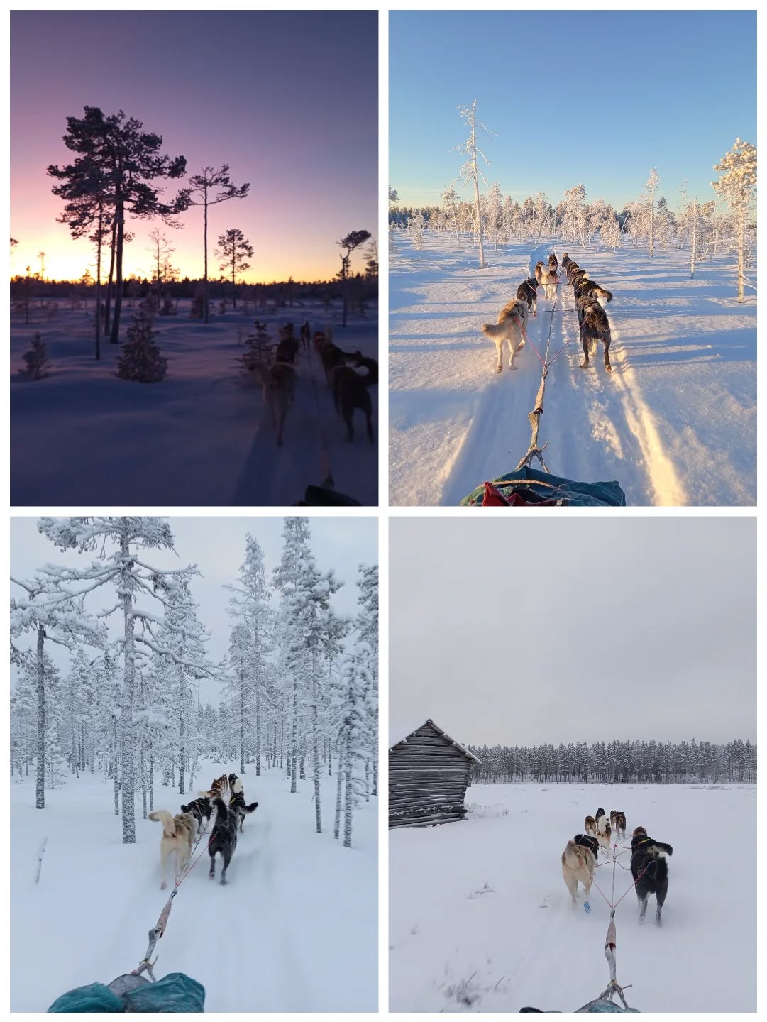 4 jours de raid, 4 ambiances !#flarkenadventure #raidchiendetraineau #laponie #winterinsweden #dogsledding