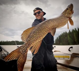 Julien a explosé tous les records ces 10 derniers jours en prenant plusieurs gros brochets (97 cm, 101 cm, 116 cm, 117 cm et 120 cm), ainsi que quelques énormes perches. Bravo à lui et à bientôt !Qui dit mieux ??#flarkenadventure #peche #brochet #pikefishing #voyagedepeche