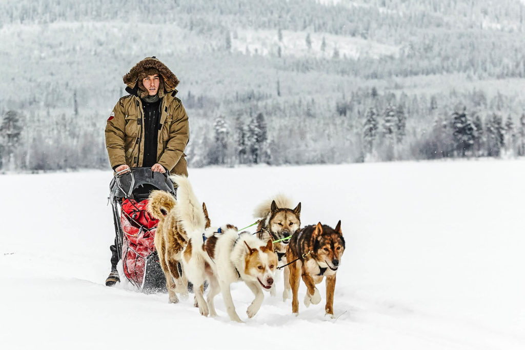 Dog Team during a dog sledding trek adventure in Swedish Lapland
