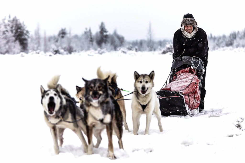 During a dog sledding trek adventure @ Flarken Adventure Dog Team during a dog sledding trek adventure in Swedish Lapland