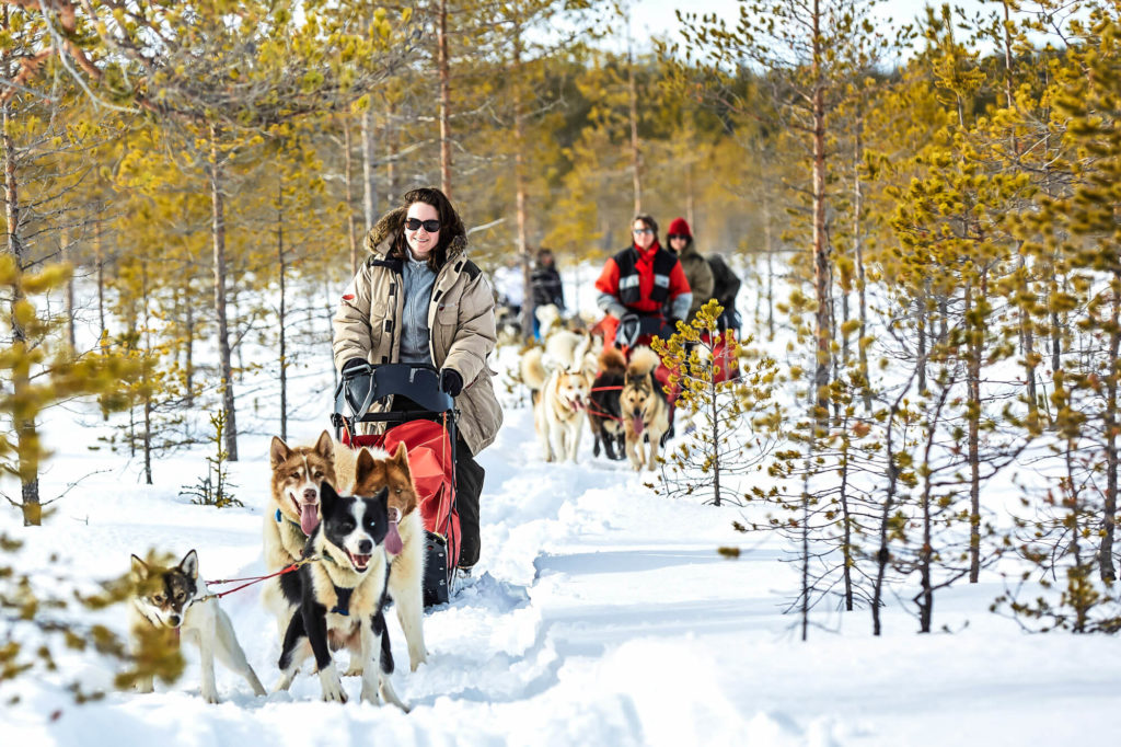 Attelagse de chiens de traîneaux en Laponie Suédoise