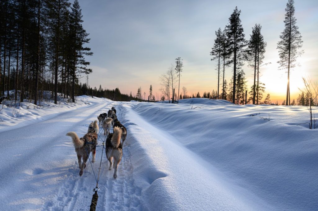 Dog sledding team in Swedish Lapland Dog sledding team in Swedish Lapland