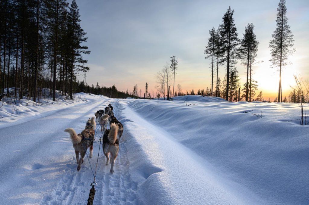 Attelage de chiens de traîneaux en Laponie suédoise