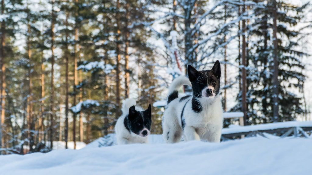 Alaskan husky puppies in Swedish Lapland