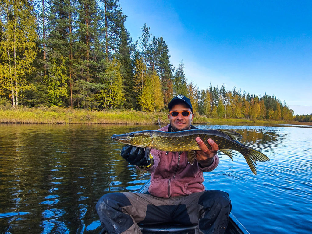 Petit brochet sur le Skellefteaven en Laponie suédoise