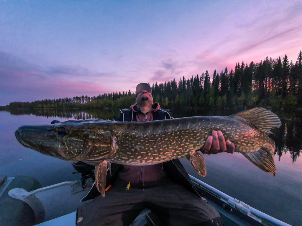 Gros brochet de 104 cm en Laponie suédoise