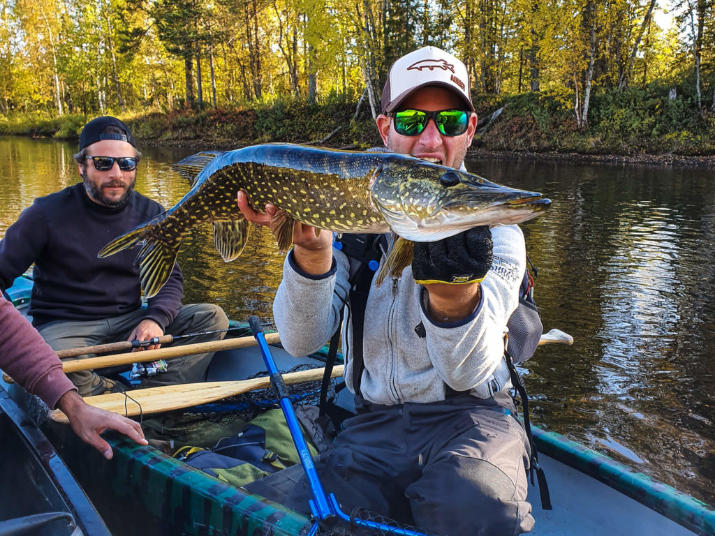 Un beau brochet en Laponie suédoise