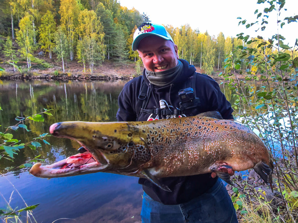 Prise d'un Saumon de 20 kg en Laponie suédoise