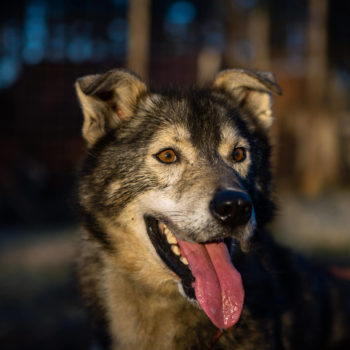 autumn-dog-training-sweden-lapland-flarken-adventure-25 Portrait of an Alaskan husky