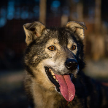 Portrait of an Alaskan husky