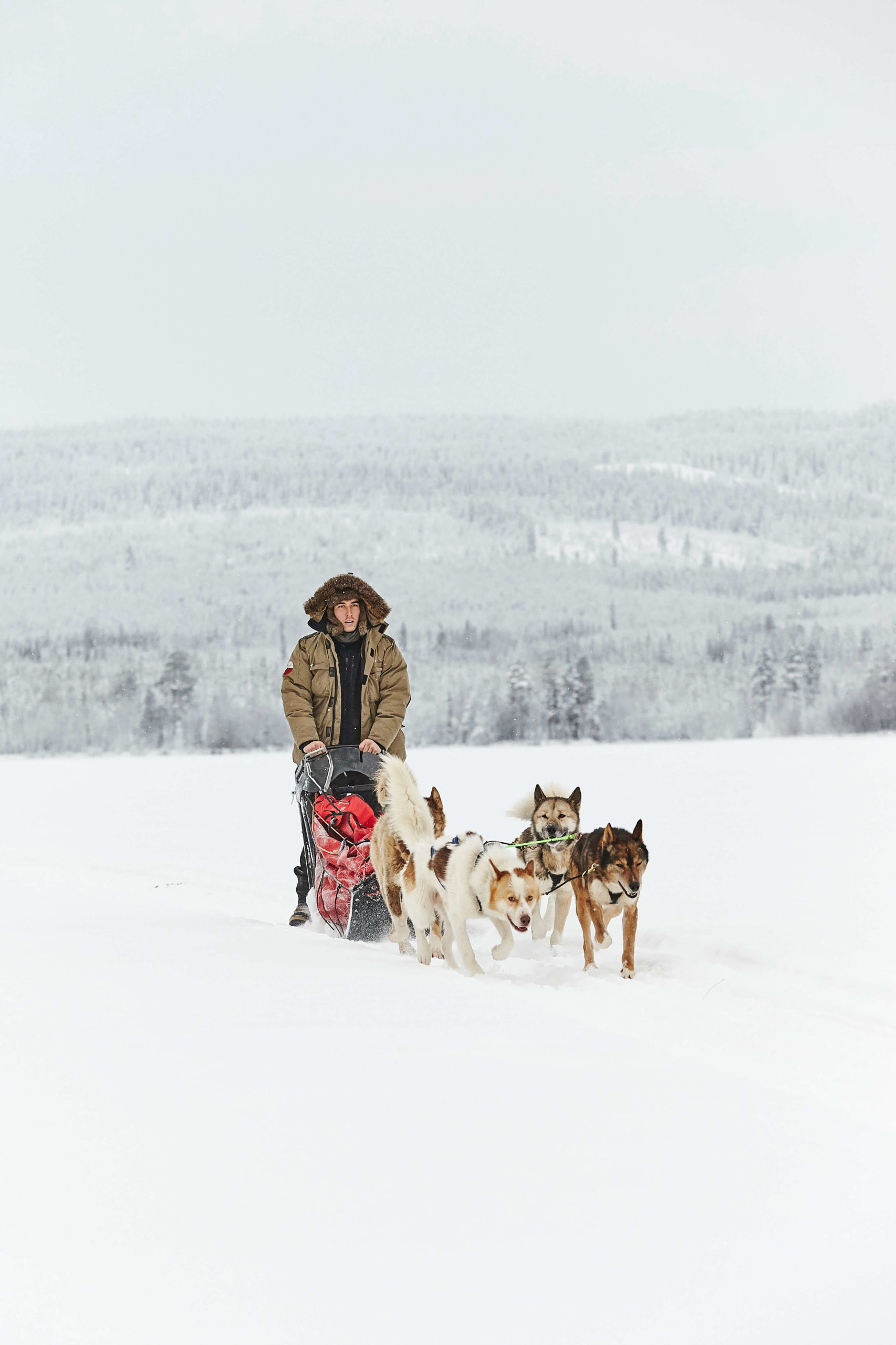 Dog sledding in Laplabd