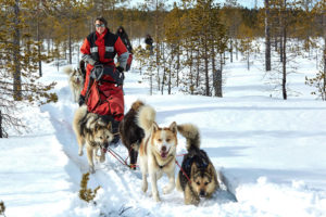 Équipés sur le traineau à chiens