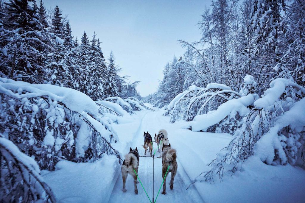 Dog sledding in Swedish Lapland