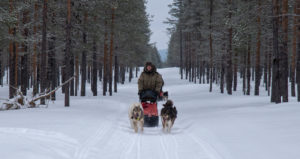 Musher en Laponie suédoise