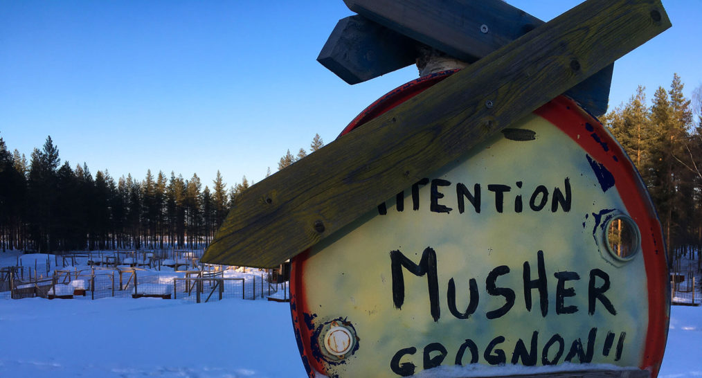 Musher en Laponie suédoise