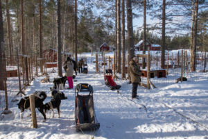 Attelage de chiens de traineaux