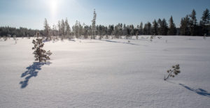 Neige en Laponie suédoise